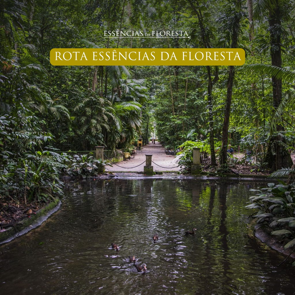Rota Essências da Floresta